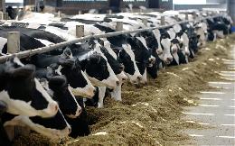 Красноярские ученые повысят надои у коров региона 